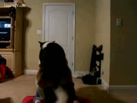 [ Zoo Sex Film ] Chick got screwed on the floor by a dog